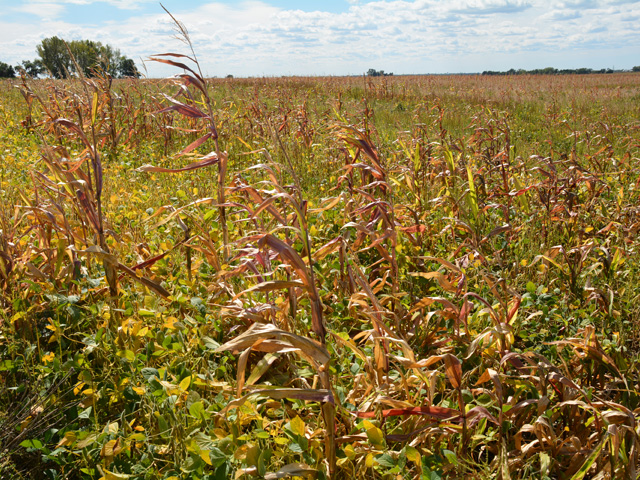 Soybean fields filled with volunteer corn like this one near Elkhart, Iowa, aren&#039;t uncommon in the Midwest where the 2020 derecho plowed through. The derecho&#039;s hurricane-like winds caused excessive corn lodging and ear and kernel loss, which led to more instances of volunteer corn this year. (DTN photo by Matthew Wilde)