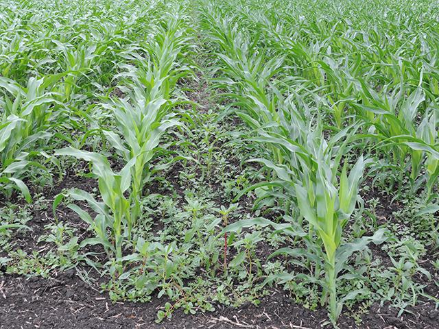 What weeds plague your corn and other grass crops? The national and regional weed science societies want to know. (DTN photo by Pamela Smith)