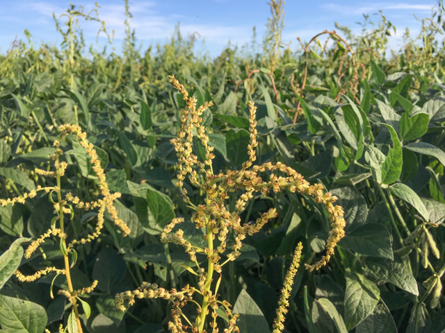 The country&#039;s first confirmed dicamba-resistant waterhemp populations hail from Champaign County, Illinois, and Montgomery County, Tennessee. (DTN Photo by Pamela Smith) 