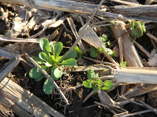 What is your plan to control weeds this fall and next spring with certain key herbicides in short supply, such as glyphosate and glufosinate? Weed scientists have some recommendations to consider. (DTN photo by Pamela Smith)