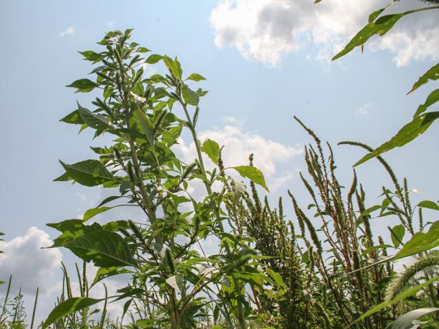 Scientists have found Palmer amaranth populations with resistance to glufosinate in southeast Missouri. (DTN photo by Pamela Smith)