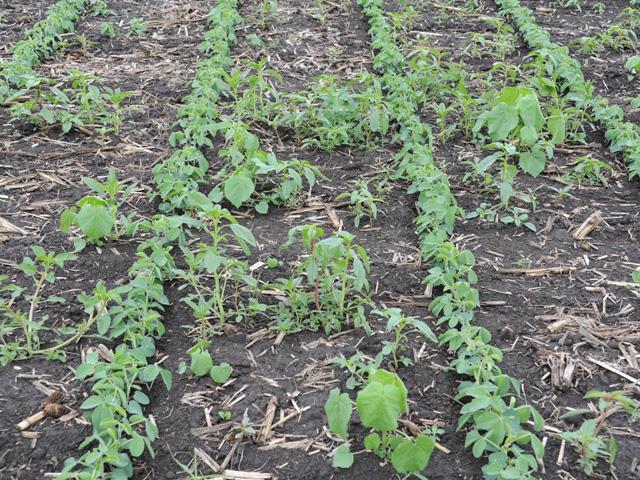 Can you recognize each weed and identify its life cycle in your crop fields? That&#039;s the critical first step to defeating them, especially as herbicide resistance mounts. (DTN photo by Pamela Smith) 