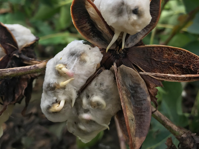 Hurricanes are hard on a cotton crop. Sprouting of seed in open bolls is already evident in Ryan Jenkins&#039; rain-soaked Florida fields. (Photo courtesy of Ryan Jenkins)