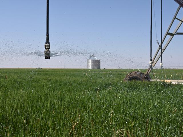 An irrigation pivot watering wheat near Dermot, Kansas, last spring. Kansas agriculture relies heavily on groundwater from the Ogallala Aquifer, but the aquifer is declining. At least one groundwater district in Kansas is testing the prospect of water transfers from the Missouri River. (DTN file photo by Matthew Wilde) 