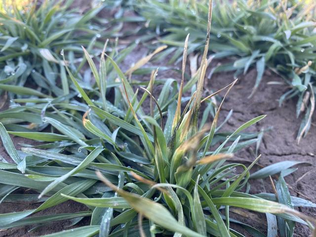 Wheat in this Oklahoma field is showing leaf burn from the extreme cold temperatures that visited the Southern Plains last week. The weeks ahead will show how much injury wheat suffered from the historic cold snap. (Photo courtesy Amanda de Oliveira Silva, OSU) 