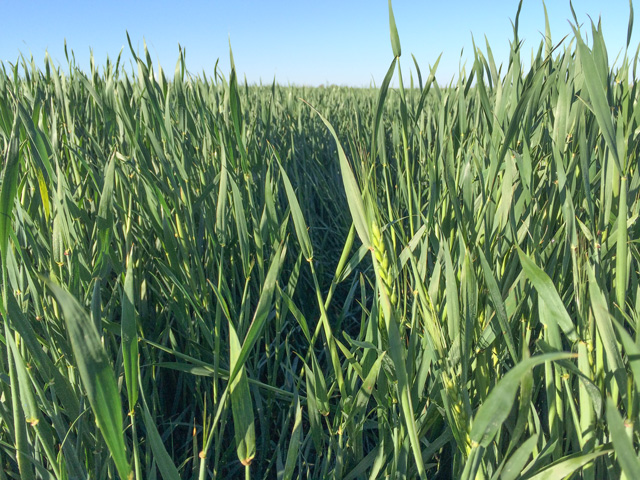 Winter wheat industry officials report the crop mostly escaped freeze damage during a record cold snap in the Central and Southern Great Plains two weeks ago. (DTN photo by Pamela Smith)
