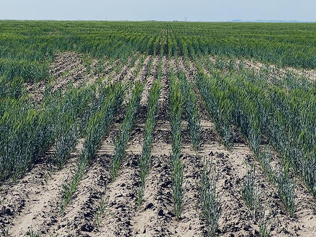 Not all Kansas wheat fields looked as patchy and hopeless as one western Kansas field, but most of the state&#039;s crop is struggling with an ongoing drought. (DTN photo by Joel Reichenberger)