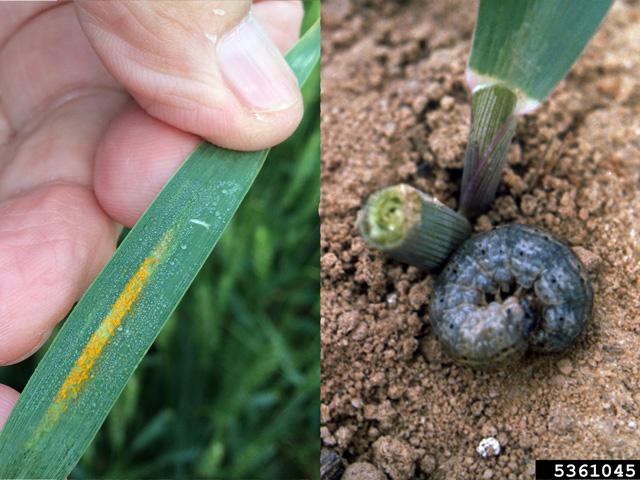 In this week&#039;s DTN Pest Roundup, we&#039;re watching the spread of rust diseases on wheat in the Southern Plains and the arrival of cutworms and armyworms in crop fields. (On left, DTN photo by Pamela Smith; right photo courtesy of Colorado State University)
