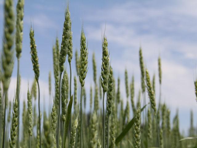 Wheat futures shot up as straight as healthy wheat stalks this week, with the May Chicago wheat contract increasing 41% from the close on Feb. 25 to the close on March 4. (DTN file photo by Elaine Shein)