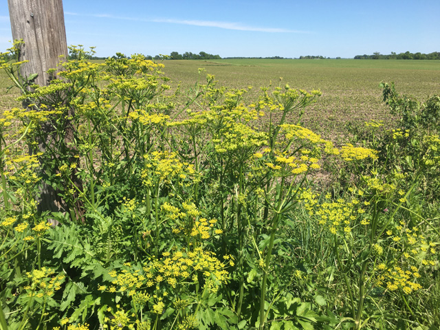 These wild parsnip plants were found in abundance along a central Illinois rural road this week. This invasive weed can cause burns and rashes when the plant sap touches skin. 
(DTN photo by Pamela Smith) 
