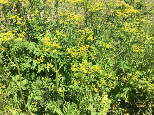 Wild parsnip looks like a yellow version of Queen Anne's Lace or wild carrot, but the sap within can cause burns to skin as my family found out. (DTN photo by Pamela Smith)