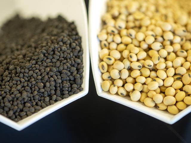 What characteristics define a high-quality soybean? Certainly, color plays a role in distinguishing wild soy (Glycine soja), left, from a domesticated, commercial soybean variety (Glycine max). (DTN photo by Jason Jenkins)