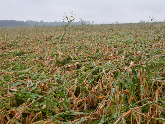 Many cornfields like this one near Waverly, Iowa, were blown over or damaged after multiple thunderstorms packing high winds hit parts of the Upper Midwest in late August. The USDA Risk Management Agency doesn't expect to know the full extent of damage until after harvest when most loss claims are finalized. (DTN photo by Matthew Wilde)