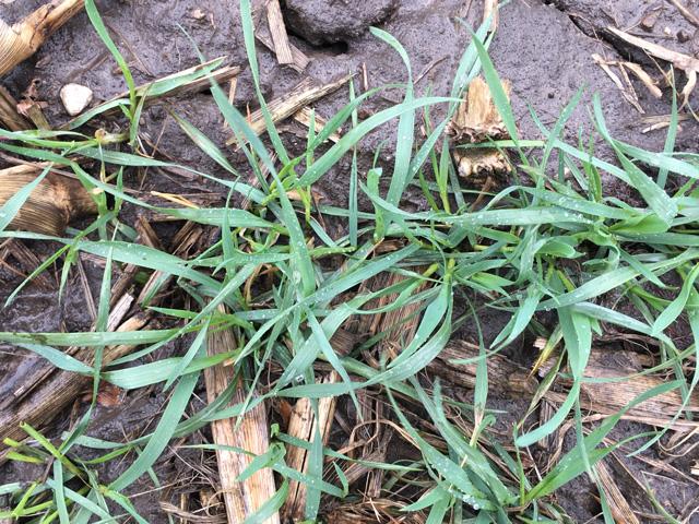 Soft red winter wheat in Illinois greens up after getting a shot of rain and a drink. (DTN photo by Pamela Smith)