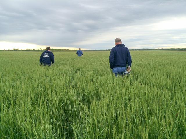 Scouts on a previous Hard Winter Wheat Tour, sponsored by the Wheat Quality Council, take yield estimates and look for signs of stress such as disease and insect pressure. Fields in Kansas, Oklahoma and Nebraska are assessed. This year&#039;s tour starts Monday. (DTN photo by Pamela Smith)