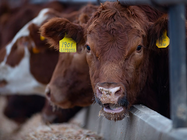 The three major U.S. cattle groups are calling on the Biden administration to stop beef imports from Brazil. (DTN file photo by Joel Reichenberger)