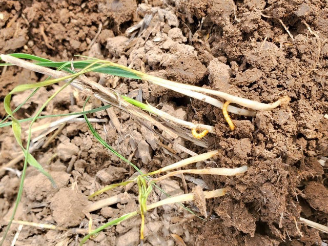 Wireworms demolished stands on Dan Lakey&#039;s wheat acres last year, taking the Idaho farmer off guard. Here&#039;s how this wily pest persists despite crop rotation and insecticide use. (Photo courtesy Dan Lakey)