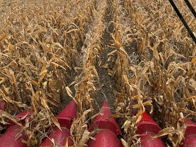 After an April snow, a hot and dry summer, and an early fall snow, many farmers in North Dakota are surprised at how well the corn crop did there this year. (Photo by Quentin Sears)