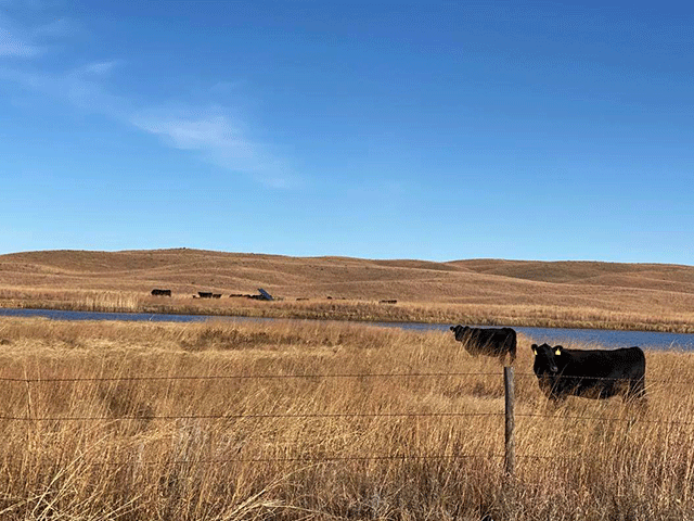 As most cattlemen head into their slower months, now would be a great time to meticulously analyze the cattle market, beef industry and your own operation. (DTN photo by ShayLe Stewart)