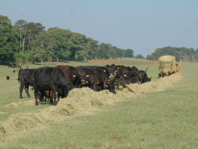 In a season of high feed costs, it&#039;s especially important to manage based on nutritional analysis of hay and needs of the herd. (DTN/Progressive Farmer photo by Becky Mills)