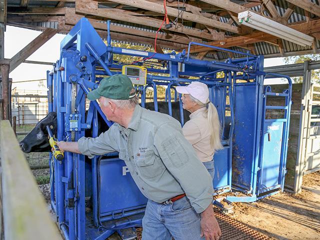 Scanners make it easier to track, and thus manage, cattle. (DTN/Progressive Farmer file photo)