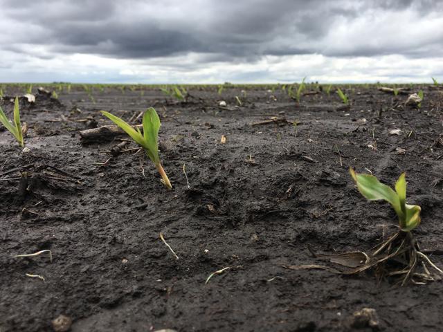 Wet soils are stalling corn planting as mid-May approaches. When is it time to start thinking about switching to a shorter-season hybrid -- or soybean varieties? Agronomists have some answers. (DTN photo by Pamela Smith) 