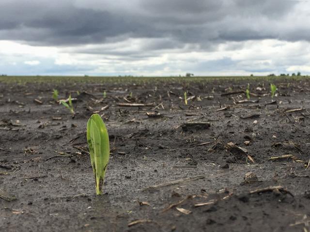 Corn and soybean planting is behind as farmers face cool, wet soils and rainy forecasts through much of the Corn and Soybean Belt, but farmers are antsy and able to move fast if May weather cooperates. (DTN file photo by Pamela Smith) 