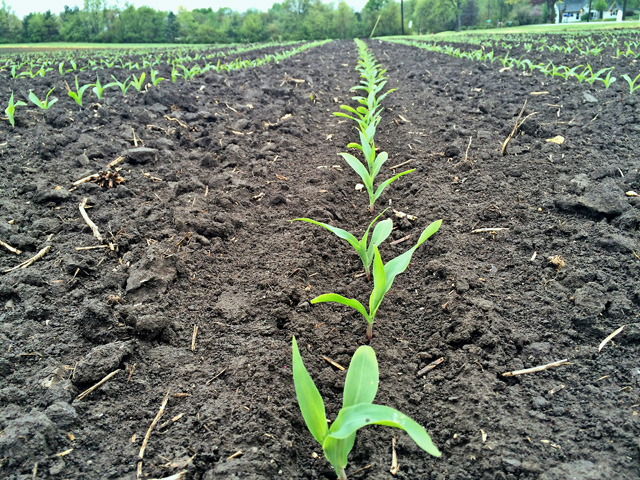 Minnesota corn growers are using more urea and less anhydrous ammonia as a nitrogen fertilizer source. Regardless of the nitrogen source, wet weather makes applying any form of nitrogen a challenge. (DTN Photo by Pamela Smith)