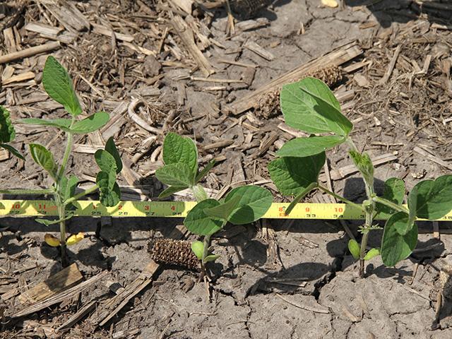 How do your soybean management techniques measure up? A series of free online webinars to discuss strategies for improving yield begin this week. (DTN photo by Pamela Smith)
