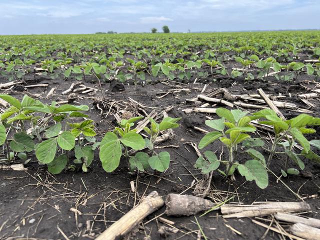 These soybeans near Lovington, Illinois, appeared to be faring well on Tuesday, May 16. However, it&#039;s important to do stand counts and assess potential threats. (DTN photo by Pamela Smith)