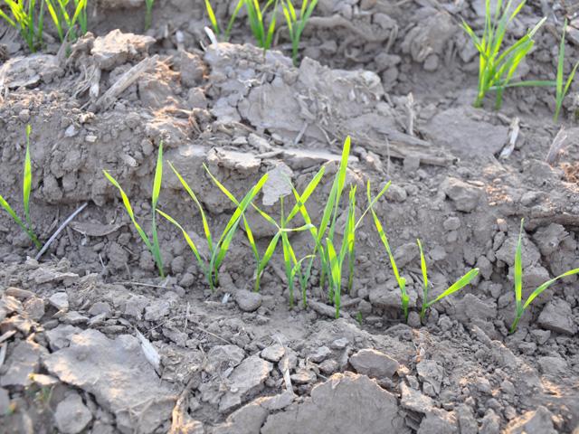 Winter wheat is emerging into drought conditions across the country this spring, leaving many wheat farmers struggling to take advantage of the recent surge in wheat prices, driven by the Russia-Ukraine conflict. (DTN file photo by Katie Dehlinger)