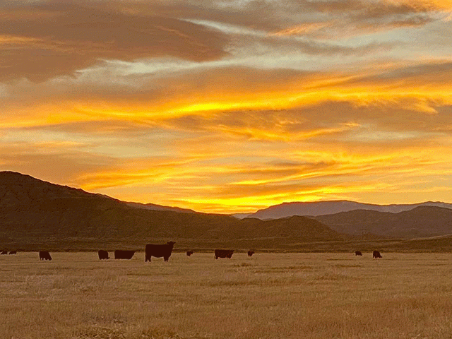 Year-end pressure and the odd time that falls between the Thanksgiving and Christmas holidays adds even more complexity to the cattle market. (DTN photo by ShayLe Stewart)