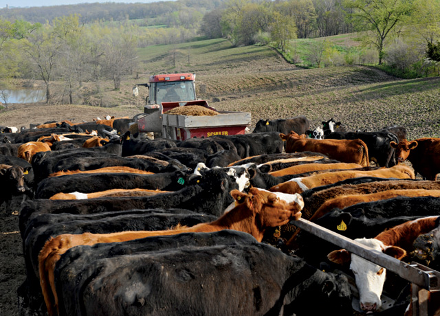 Ranchers and feedyard operators are asking for the Justice Department to examine the cattle market for antitrust violations as cattle prices have remained largely stagnant compared to the strong boxed beef prices. (DTN file photo) 

