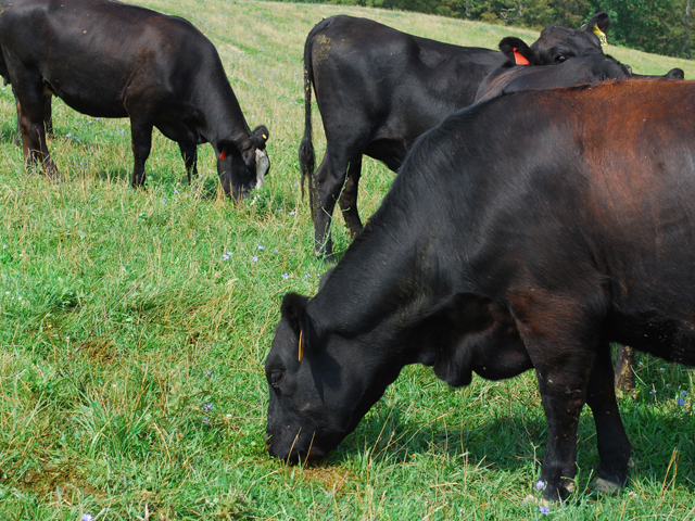 Cattle grazing can improve unproductive soils and increase soil health. (DTN file photo)