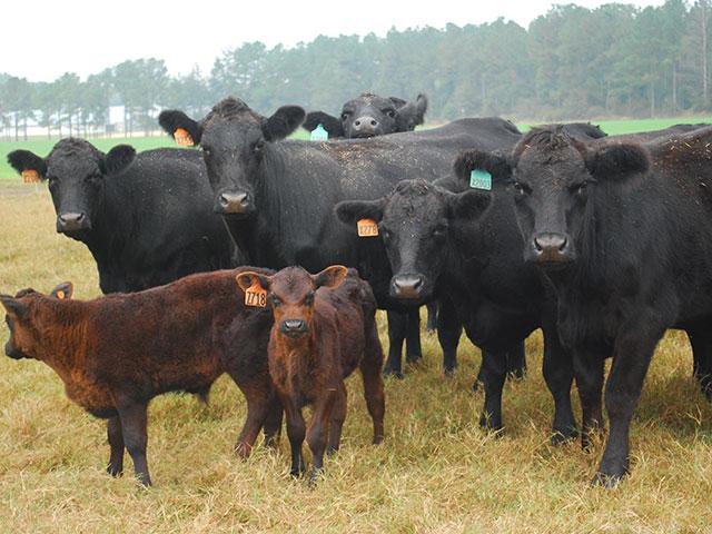 BQA today covers a gamut of livestock-related areas. (DTN/Progressive Farmer file photo by Becky Mills)