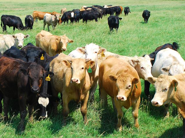 University of Kentucky Martin-Gatton College of Agriculture, Food and Environment wants your help to observe and record livestock behavior during the April 8 eclipse. (DTN/Progressive Farmer file photo by Mark Parker)
