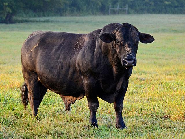 There are pros and cons to consider if you plan on having multiple bulls in with the whole herd. (DTN/Progressive Farmer file photo by Brent Warren)